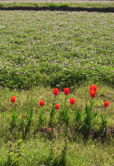 f0007926_1045542.jpg