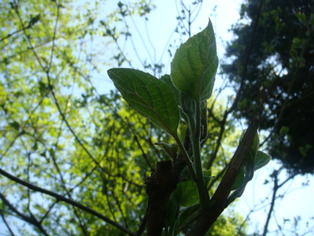上水沿いにも春_a0137727_1644494.jpg