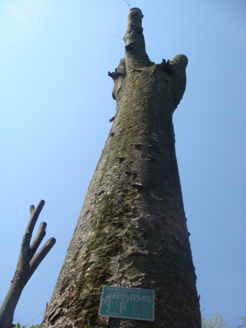 上水沿いにも春_a0137727_1657670.jpg