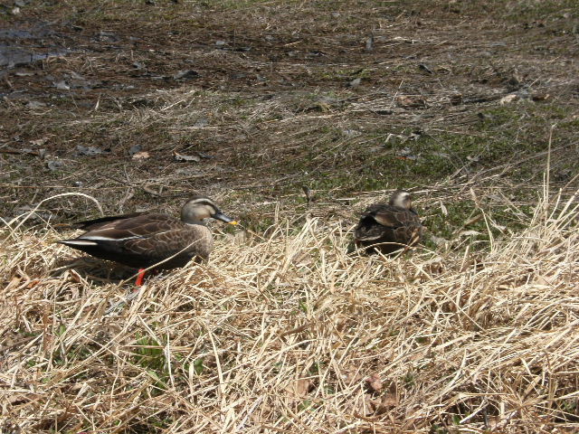 f0085327_2039241.jpg