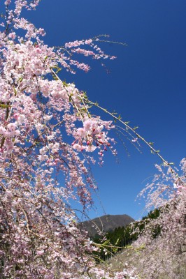 d0055236_2245249.jpg