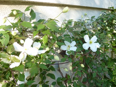 クレマチス モンタナ三種 Yoko Gardenの小部屋 クレマチス モンタナ三種 Yoko Gardenの小部屋