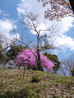 2010年4月24日（土）：関八州見晴台_b0032437_1546912.jpg