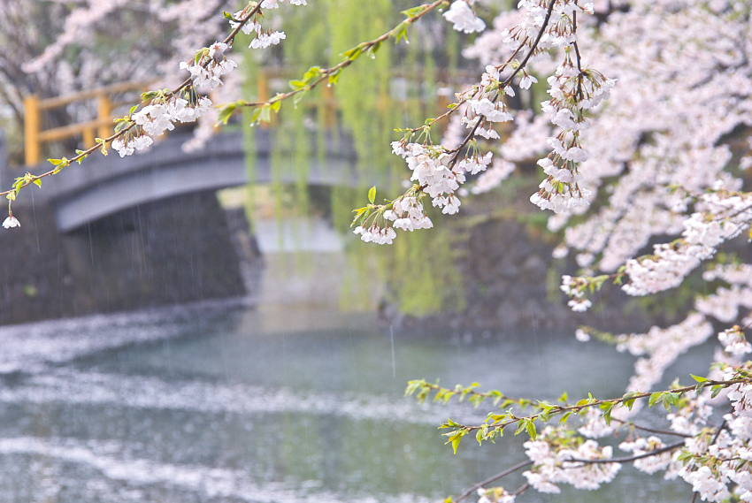 桜の回顧録’09～秋田～_c0211639_853684.jpg