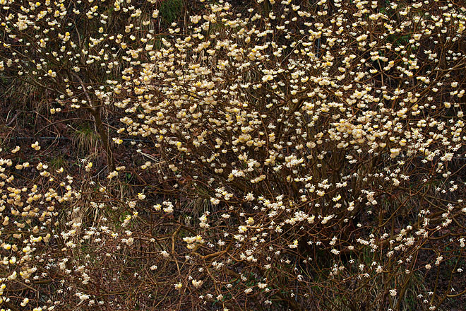 c0067040_22471329.jpg