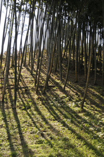 c0093046_10564029.gif