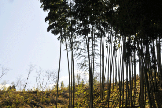 c0093046_10565320.gif