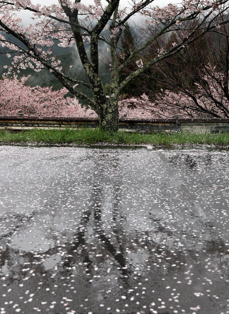 桜井市　談山神社　桜散る_c0108146_2143617.jpg