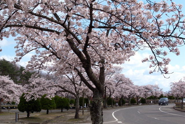 東山霊園_d0130748_061354.jpg