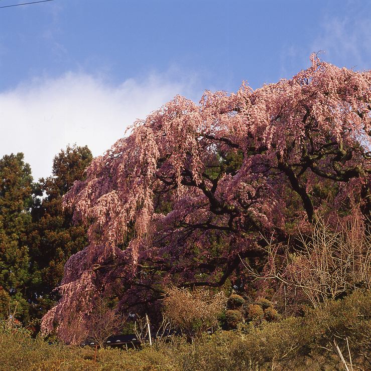 福島の一本桜　その5・・・_f0169053_1644717.jpg