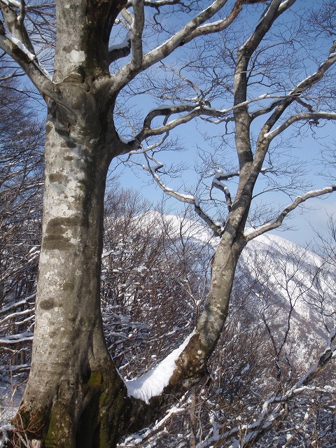 3度目でやっと繋がった銀杏峰～部子山_c0097754_19593861.jpg