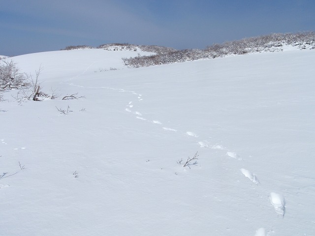 3度目でやっと繋がった銀杏峰～部子山_c0097754_203441.jpg