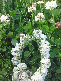 f0180166_2323990.jpg