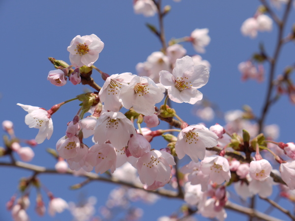 やっと桜が咲きました♪_f0065568_2138720.jpg