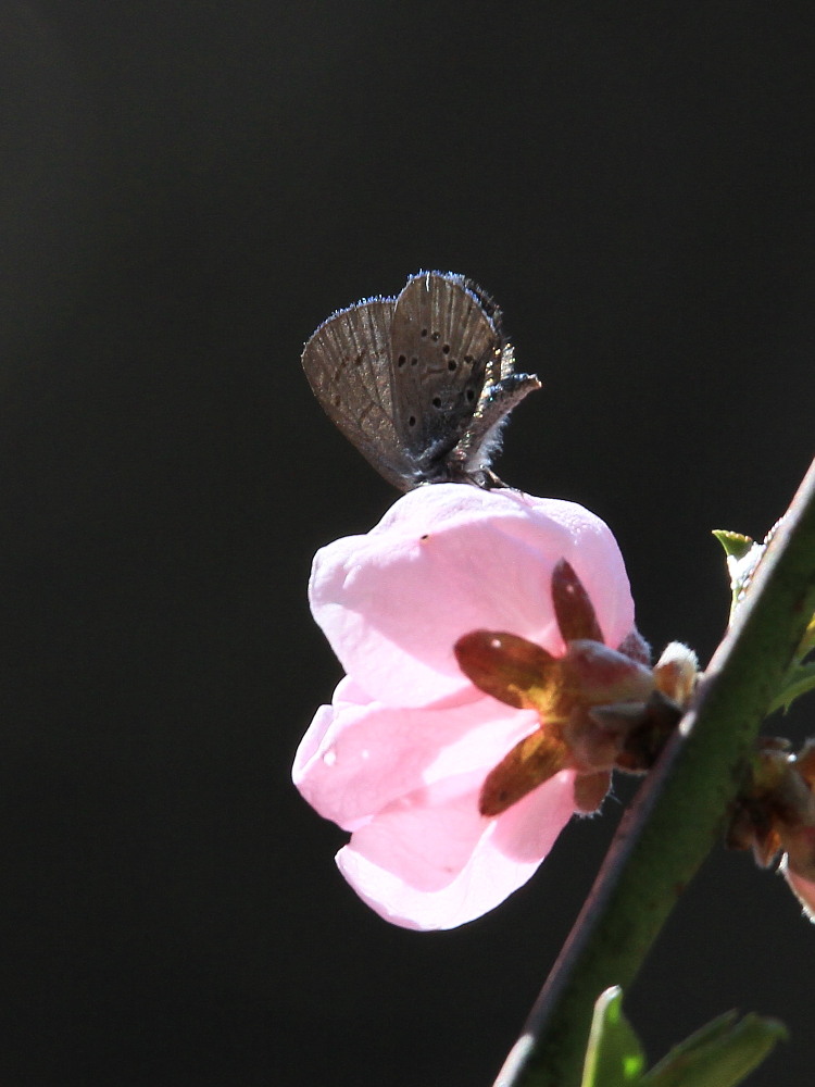 スギタニルリシジミ　縁毛が輝きました。　　2010.4.24群馬県_a0146869_2011976.jpg