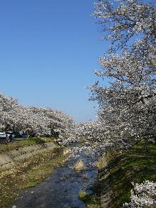 お花見ドライブ。_c0051376_2249295.jpg