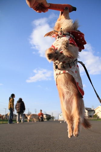 タンポポの野原で_f0090176_91562.jpg