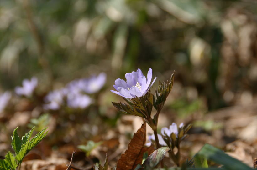 春の花園で・・・_c0112479_21225643.jpg