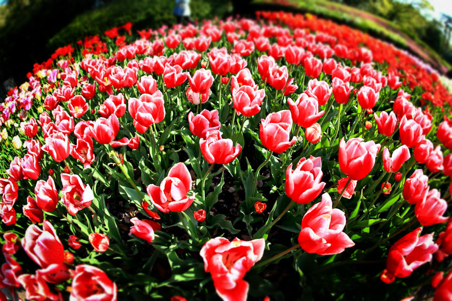 Tulip！　～府立植物園～　　_b0128581_2012540.jpg