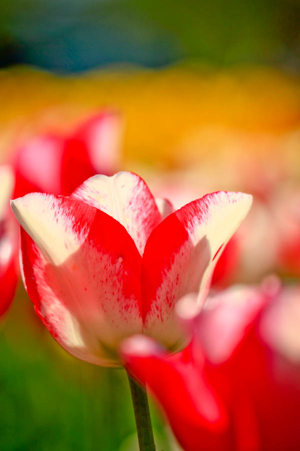 Tulip！　～府立植物園～　　_b0128581_20133017.jpg