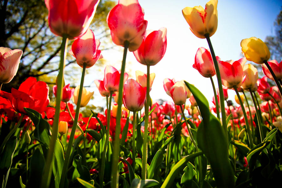 Tulip！　～府立植物園～　　_b0128581_20141248.jpg