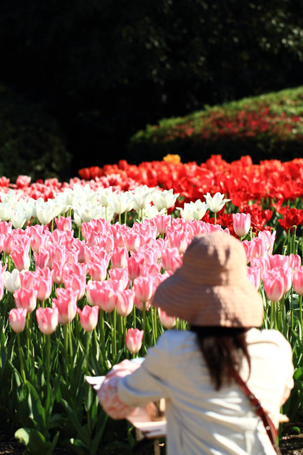 Tulip！　～府立植物園～　　_b0128581_20245467.jpg