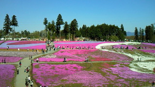 秩父羊山公園　芝桜_c0131981_11313942.jpg