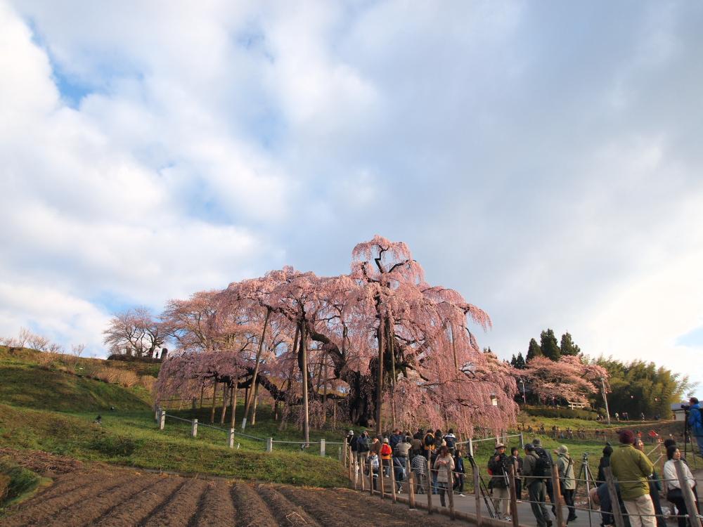 三春町　「滝桜」　日本三大桜　２０１０年４月２４日　撮影_e0143883_1522725.jpg