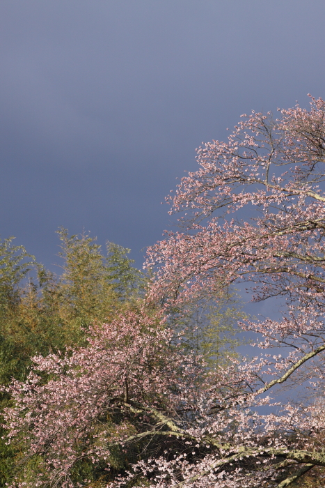 三春町　「滝桜」　日本三大桜　２０１０年４月２４日　撮影_e0143883_15373210.jpg