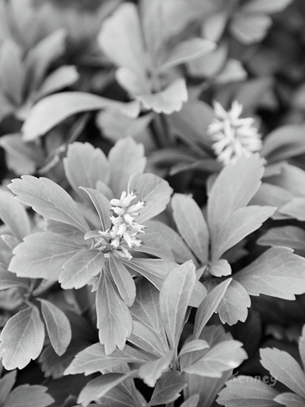 0130 春を告げる花 フォト語り オレと家族のアメリカ生活