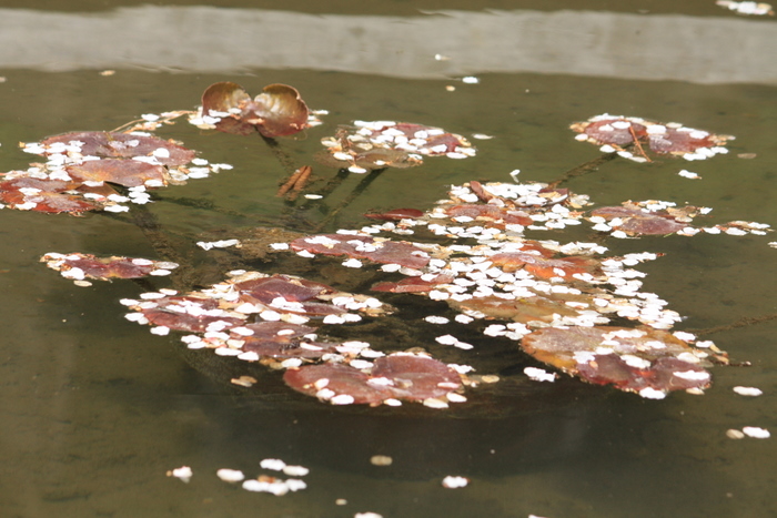 新緑の多摩川台公園より♪_e0195587_1933330.jpg