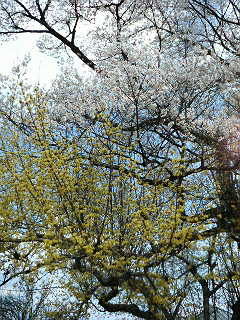 春が来ました_b0103889_14123549.jpg