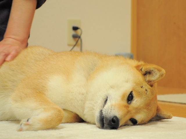 だらだら、だらり_a0126590_0472188.jpg