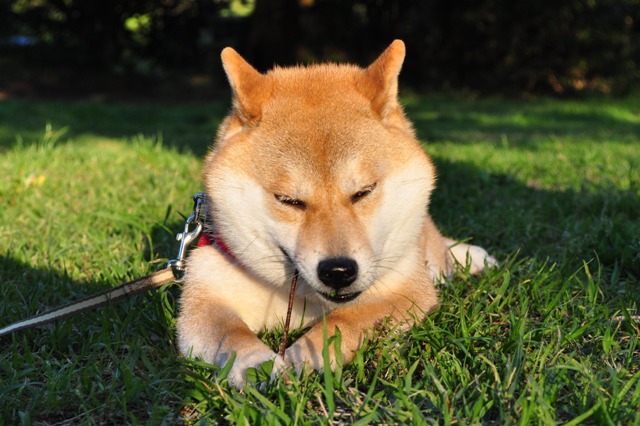 その味って、まさか、まさか!?_a0126590_23272418.jpg
