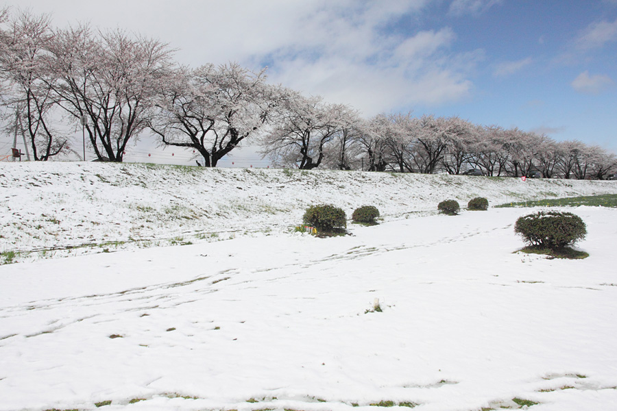 10.04.17：４月下旬の雪、桜も水仙もビックリ!_c0007190_17524694.jpg