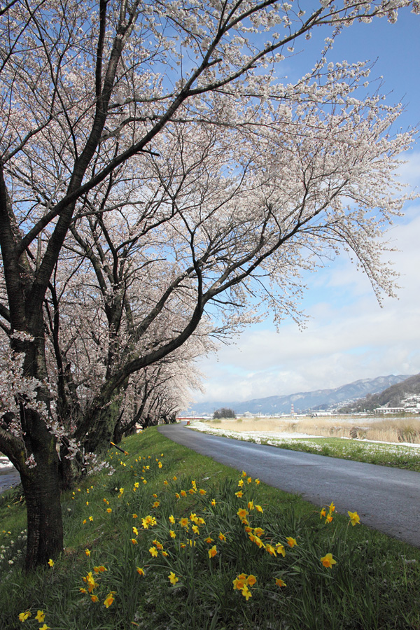 10.04.17：４月下旬の雪、桜も水仙もビックリ!_c0007190_19174760.jpg