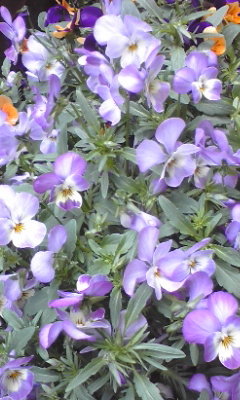 e0054290_27268.jpg