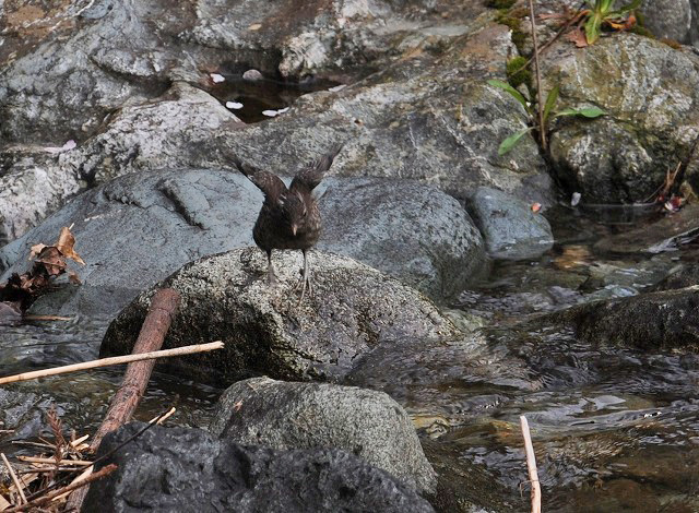 カワガラスのヒナの冒険_a0117893_6223266.jpg