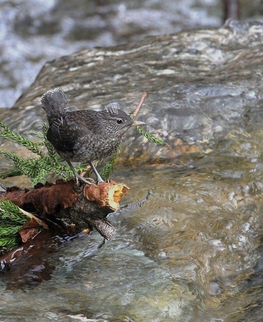 カワガラスのヒナの冒険_a0117893_6243974.jpg