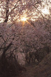 福島・・・花見山撮影会より_d0025894_0244759.jpg