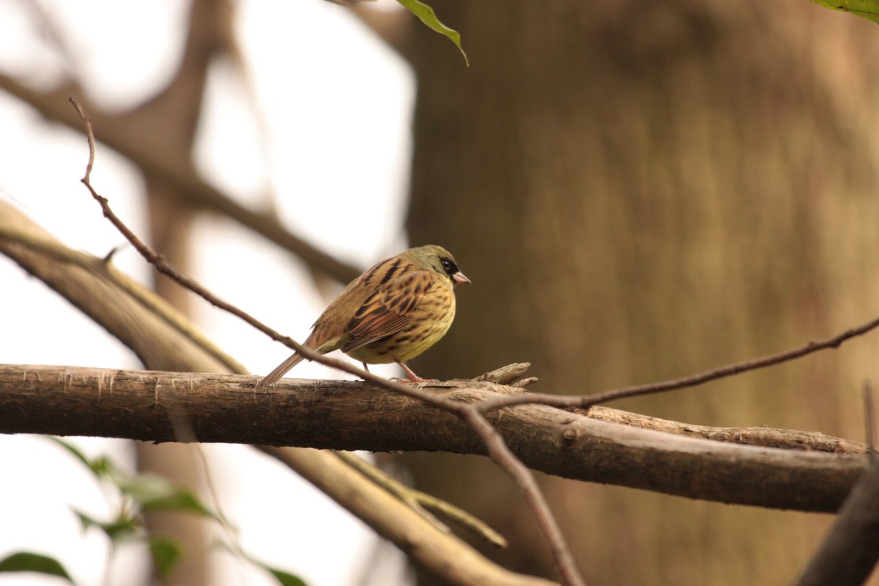 【2010年ＭＭ公園の鳥達（１２）】_e0167295_0525285.jpg