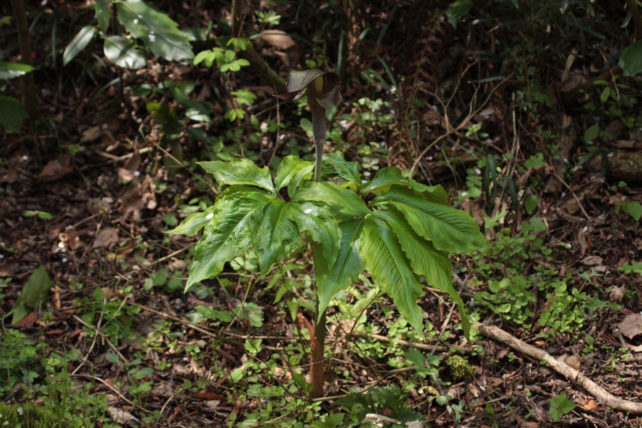 e0167295_1453670.jpg