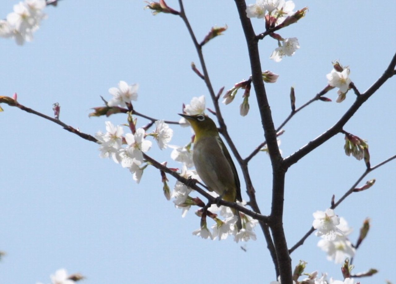 【2010年ルリ男公園周辺の鳥達（１８）】_e0167295_1494449.jpg