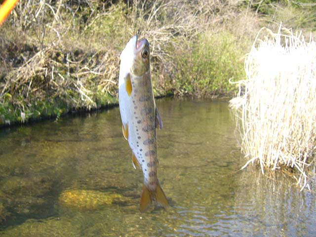 今年の初釣り_b0034897_1828843.jpg