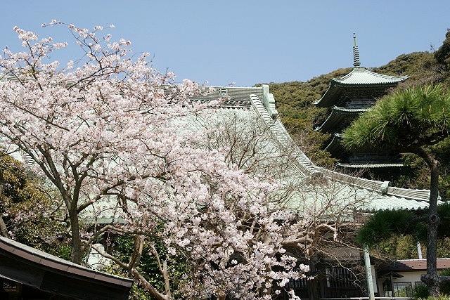 片瀬 龍口寺の桜_b0145398_16321246.jpg