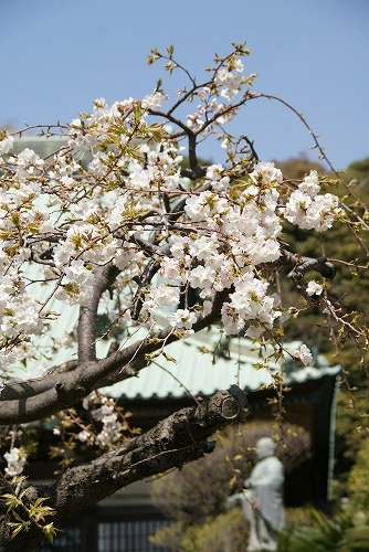 片瀬 龍口寺の桜_b0145398_16323984.jpg