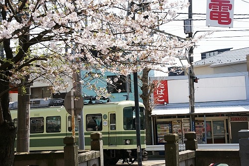 片瀬 龍口寺の桜_b0145398_16332721.jpg