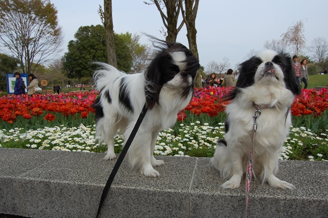 Flower Festival 2010 はるいろものがたり_a0155999_23302457.jpg