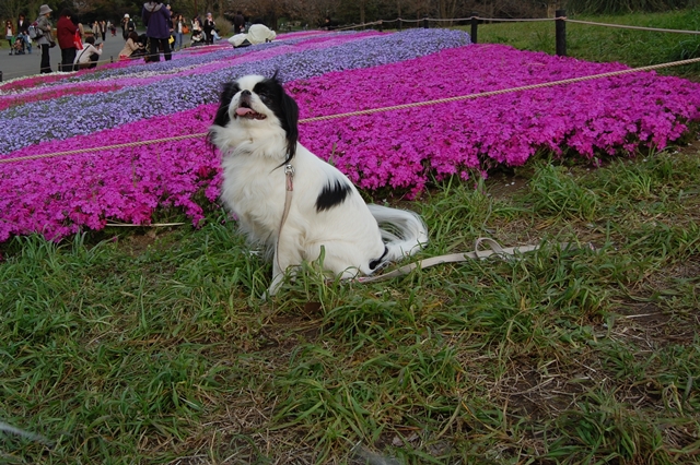 Flower Festival 2010 はるいろものがたり_a0155999_2339507.jpg