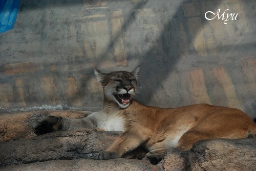 動物園ウォッチング～③ネコ科も猫か・・・_d0064000_23322388.jpg